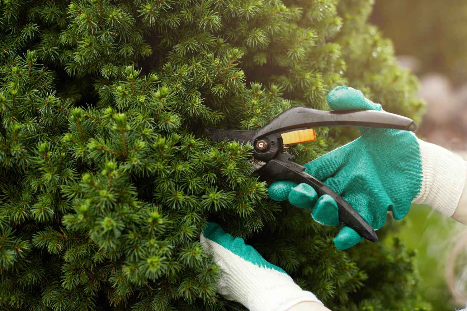 Best Professional Tree Care  in North Brooksville, FL